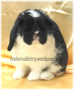 buhninizer buhninizer