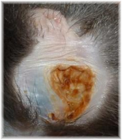 scentgland2 scentgland2