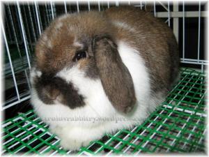 The disgruntle dwarf. Haley reminds me very much of a female version of Gimli...