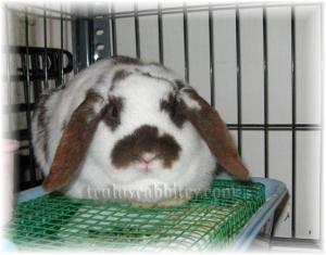 Getting used to the new environment