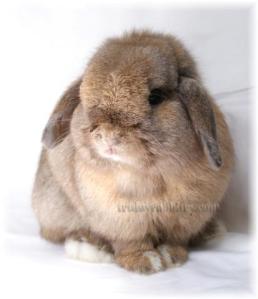 I love this photo of Thunder the most. Very angelic!