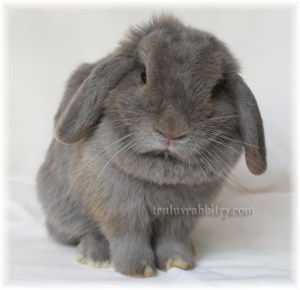 dsc02854 You can see that she is just recovering from a molt. Notice the litte bump on her back?