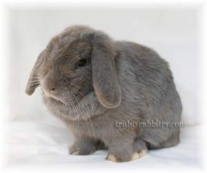 dsc02869 She needs improvements on the crown