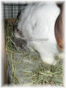 Noobie is a super mom! If she wasn't I couldn't have taken this photo