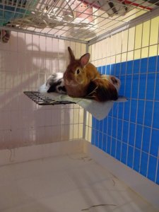 Mommy said stay off the floor!