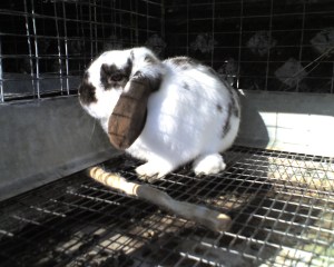 This is the first time I set my eyes on her. I love the immaculate white on her!