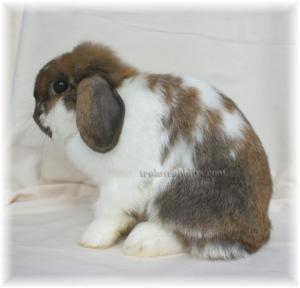 It is because she's molting!