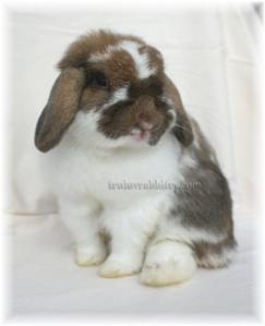 Any photographer would enjoy working with this doe!