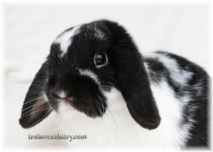 Close up on the head