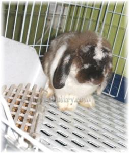 Quite a nice crown from this angle