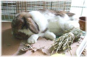 Is this a puppy or a bunny?