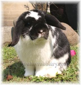 Taken in between zooming all around the garden