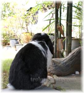 Jungle Rule #1: Ask permission from the Bamboo-god before trespassing