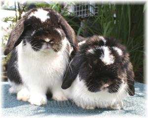 Almost identical markings!