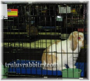 The contender: If it wasn't for the heavy molt, Truffles might have lost to this guy!