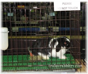 Little Truffles being naughty and perky!