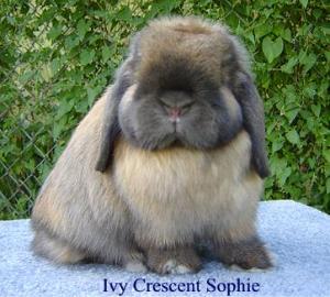 Haley's Dam - Photo taken from www.ivycrescenthollands.com