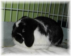 Another shot of Truffles