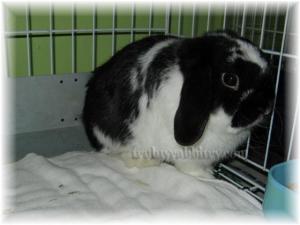 The locals call this "mengeram telur" (incubating egg)