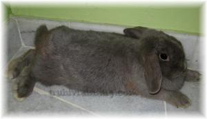 I estimated a triplet