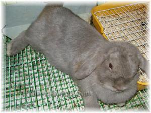 IMG_4313 The bulge is extremely obvious real life