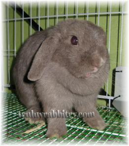 Let's Do The Bunny Dance