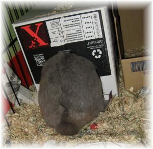 MORE DIGGIN'! Full-Butt-Flash