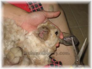 thundershave 002 Increase the count of "you-know-what" or be snipped!