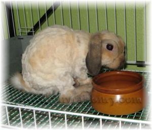 thundershave 008 Being few ounces lighter I am sure he'll be able to perform extremely well with the does. Just like the Energize bunny!