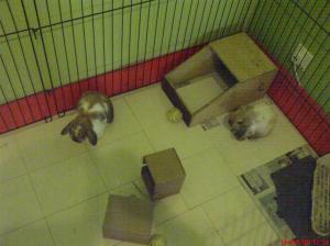 Thunder & Carmel with lots of toys!