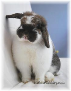 An ear plugged in taps into a world of bunny information super corridor