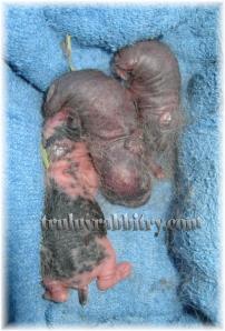 1 Broken Black for sure