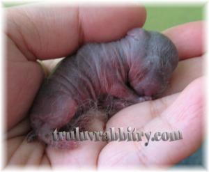 This little one reminds me a lot of Holly Hope. It's getting a lot of my attention for sure. I hope it thrive...