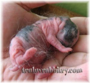 Broken Black? TLR trademark lives on...