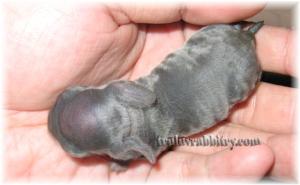 Please concentrate on Thosai and stop staring at my smooth hand! :P