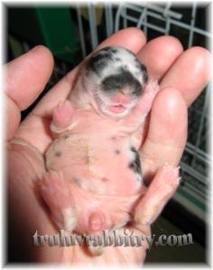 IMG_5055 Look at the tummy!