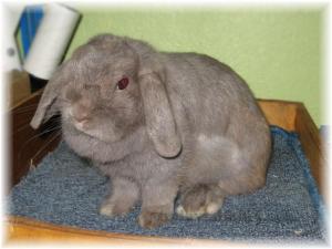 Hope with bald patches