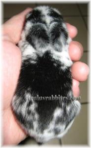 Mooruku fits nicely in my palm