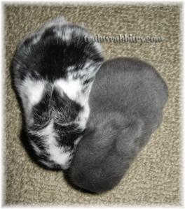 This is what you get when the kits are sucking Holly Hope dry...