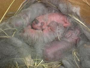 4 healthy babies born this morning!