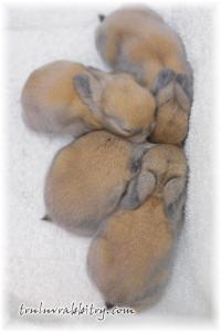 Don't they look angelic?