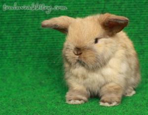 The next generation of Tru-Luv rabbits!