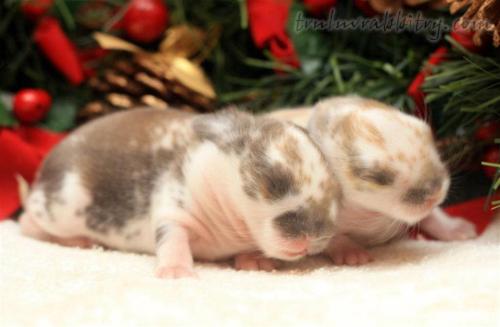 Hope & Luv the theme for the season!