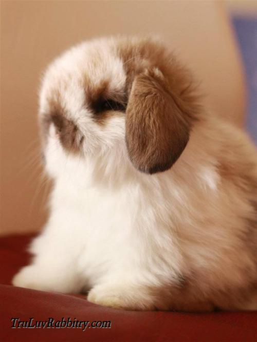 How can you not want to HOARD over such cute faces?