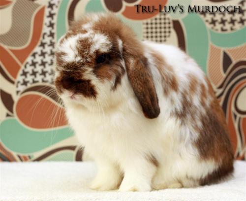 Murdoch is another special one. He won 1st BJB in one of the recent shows and I hope he continues to produce beautiful babies for me. Third generation produced here.