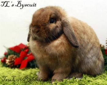 525985_373126489440585_2081400037_n