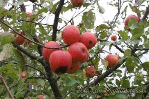 Apples at a friend's farm.