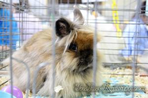 A very gorgeous Tort Lionhead rabbit.