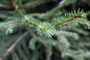 Part of the pine tree.