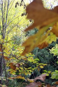 The beautiful colors on the trees during Autumn/Fall.